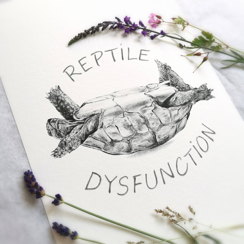 Tortoise Art Print